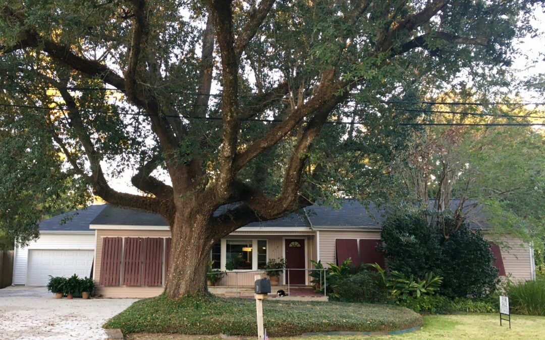 117 Amaryllis Drive, Lafayette